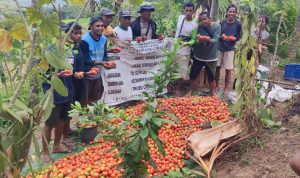 Kelompok Tani di Desa Compang Cibal 
